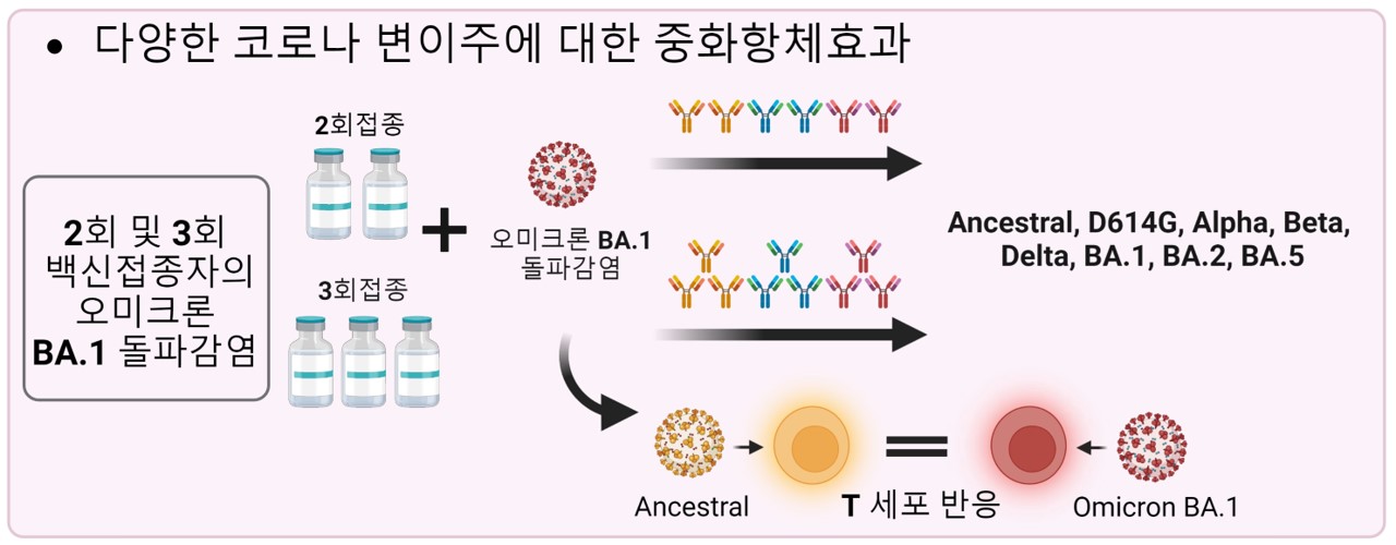 [그림3] 코로나19 돌파감염 대상자의 중화항체능력 및 기억 T세포의 항바이러스 작용
            코로나 19 백신 접종 후 오미크론에 돌파감염 된 사람의 경우, 오미크론 변이 BA.1, BA.2, BA.5를 포함한 현재까지 보고된 거의 모든 코로나변이주에 대항할 수 있는 중화항체를 광범위하게 생성하며, 이 효과는 백신 접종 횟수에 비례한다. 또한 오미크론 돌파감염자의 기억 T 세포는 오미크론 변이주 뿐만 아니라, 초기 코로나 바이러스인 우한주 스파이크에 대해서도 항바이러스 반응이 유사한 수준으로 잘 나타낸다. 