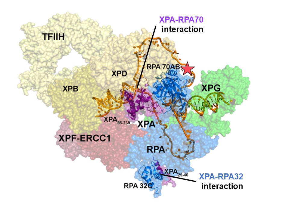 ▲ XPA와 RPA32는 상호작용 부위는 복합체 주변에 위치하고, XPA는 RPA70과 상호작용 부위는 NER 복합체의 중심에 있다. XPA와 RPA32는 사이의 상호작용은 DNA 손상 초기 손상 부위에 복구 단백질이 조립되는 것을 용이하게 하고, XPA와 RPA70 사이의 상호작용은 절개 전 복합체를 안정화하고, DNA 손상을 제거하기 위해 복합체의 활성 형태로 보이는 U자형으로 DNA를 수축시킨다.