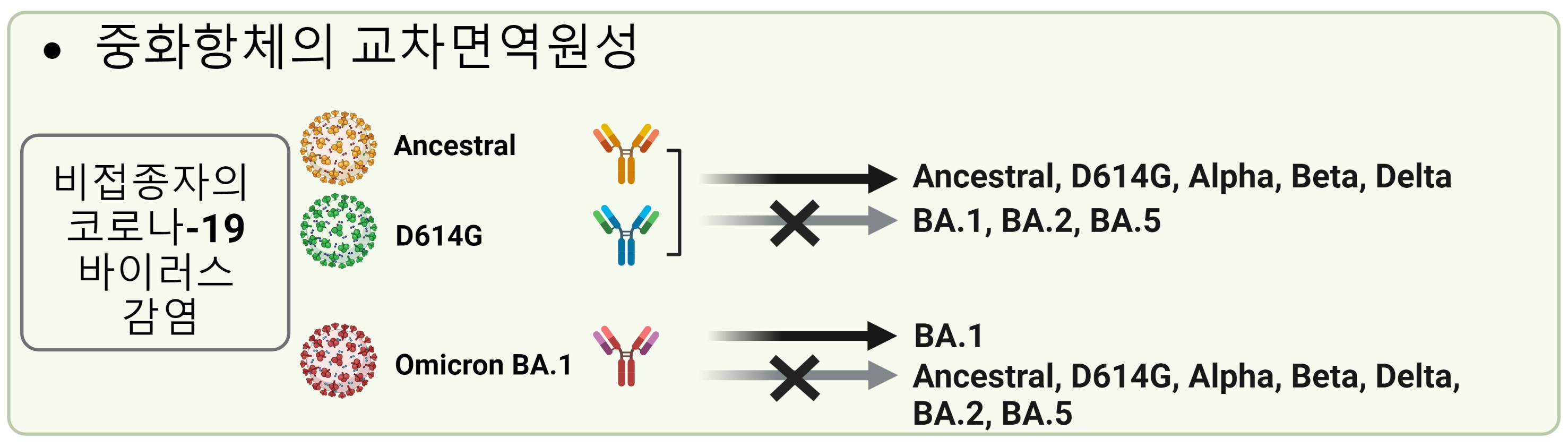 ▲ 비접종자의 코로나19 초기 바이러스(우한주 및 유사주) 및 D614G형의 감염으로 생성된 중화항체는 오미크론 바이러스에 대한 중화 능력을 가지지 못하며, 반대로 비접종자가 오미크론에 감염되어 획득한 중화항체는 오미크론 이외의 다른 코로나바이러스들에 대한 중화 능력을 가지지 못한다. 이는 코로나바이러스는 유전자 변이를 통하여 기존의 코로나바이러스(초기 우한주 및 유사주) 감염을 통해 획득한 중화항체의 중화능력을 회피할 수 있음을 시사한다.