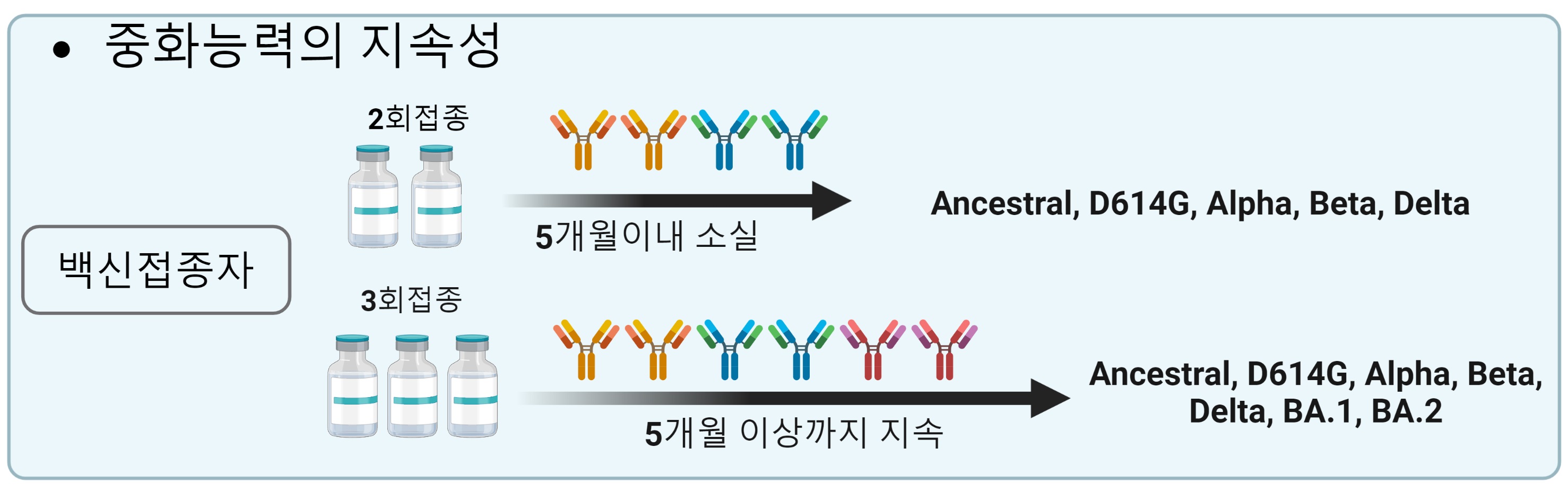 ▲ 코로나19 백신의 2회접종을 통하여 생성된 중화항체는 초기 우한바이러스, D614G형, 알파형, 베타형, 델타형의 감염으로부터 보호할 수 있는 중화능력을 가지나 5개월 이내에 중화항체가 소실된다. 그에 반해 3회 접종을 통하여 생성된 중화항체는 D614G형, 알파형, 베타형, 델타형, 오미크론 BA.1, BA.2 형 등 더욱 광범위한 변이주들의 감염으로부터 보호할 수 있는 중화능력를 가지며, 그 효과는 5개월 이상까지 유지된다.