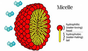 미셀의 구조. 물과 친한 머리 부분과 기름과 친한 꼬리 부분으로 이뤄진 계면활성제가 모여 구 모양을 만든다. 이미지 출처 : 이니카 홈페이지