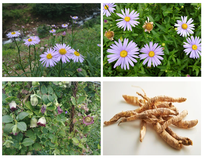 Figure 1. Top) Aster koraiensis and Bottom) Codonopsis lanceolata, which are native plants in South Korea.