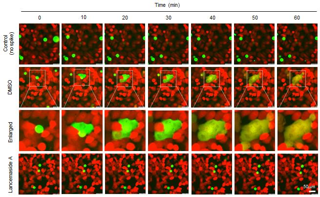 Figure 3. Coronaviruses enter cells through membrane fusion between the virus envelope and cell membrane. When cells expressing coronavirus spike protein (green) are cultivated with human lung cells (red), membrane fusion followed by fusion between the two cells can be observed. Lansemaside A inhibits this membrane fusion, thereby confirming that its mechanism is based on blocking membrane fusion.