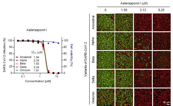 Figure 2. Astersaponin I prevents COVID-19 infection in a dose-dependent manner, with an IC50 value of 2 μM. The saponin worked equally as well against all variants of SARS-CoV-2, due to its ability to block membrane fusion.