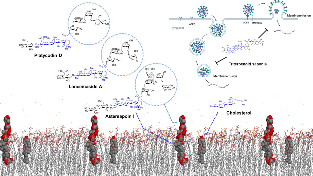 Figure 4. Astersaponin I, lancemaside A, and platycodin D are triterpenoid saponins with central ringed hydrocarbon structures similar to that of cholesterol. This allows one side of the saponin to become readily embedded within the cell membrane. It is believed that the polysaccharide chain protruding from the cell membrane is what prevents membrane fusion from occurring.