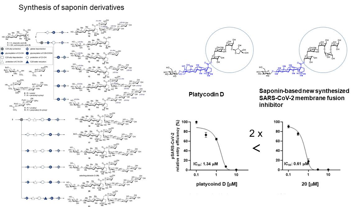 [그림 5] 사포닌 유도체의 합성   
            (좌측) 도라지 사포닌 플라티코딘 D를 기반으로 12종의 사포닌 유도체를 합성했으며, (우측) 플라티코딘 D 보다 항코로나바이러스 활성이 2배 향상된 합성 사포닌 합성 