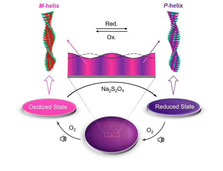 Figure 1. Schematic representation of redox-responsive spatiotemporal segregation of oppositely chiral supramolecular assemblies within the same solution.