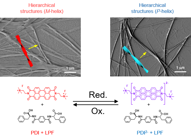 Figure 2. Schematic representation of molecules involved in the redox-responsive PDI-LPF chiral co-assembly (M-helix) and oppositely chiral PDI2--LPF co-assembly (P-helix). SEM images of the hierarchical left and right-handed helical nanofibers are shown as insets.