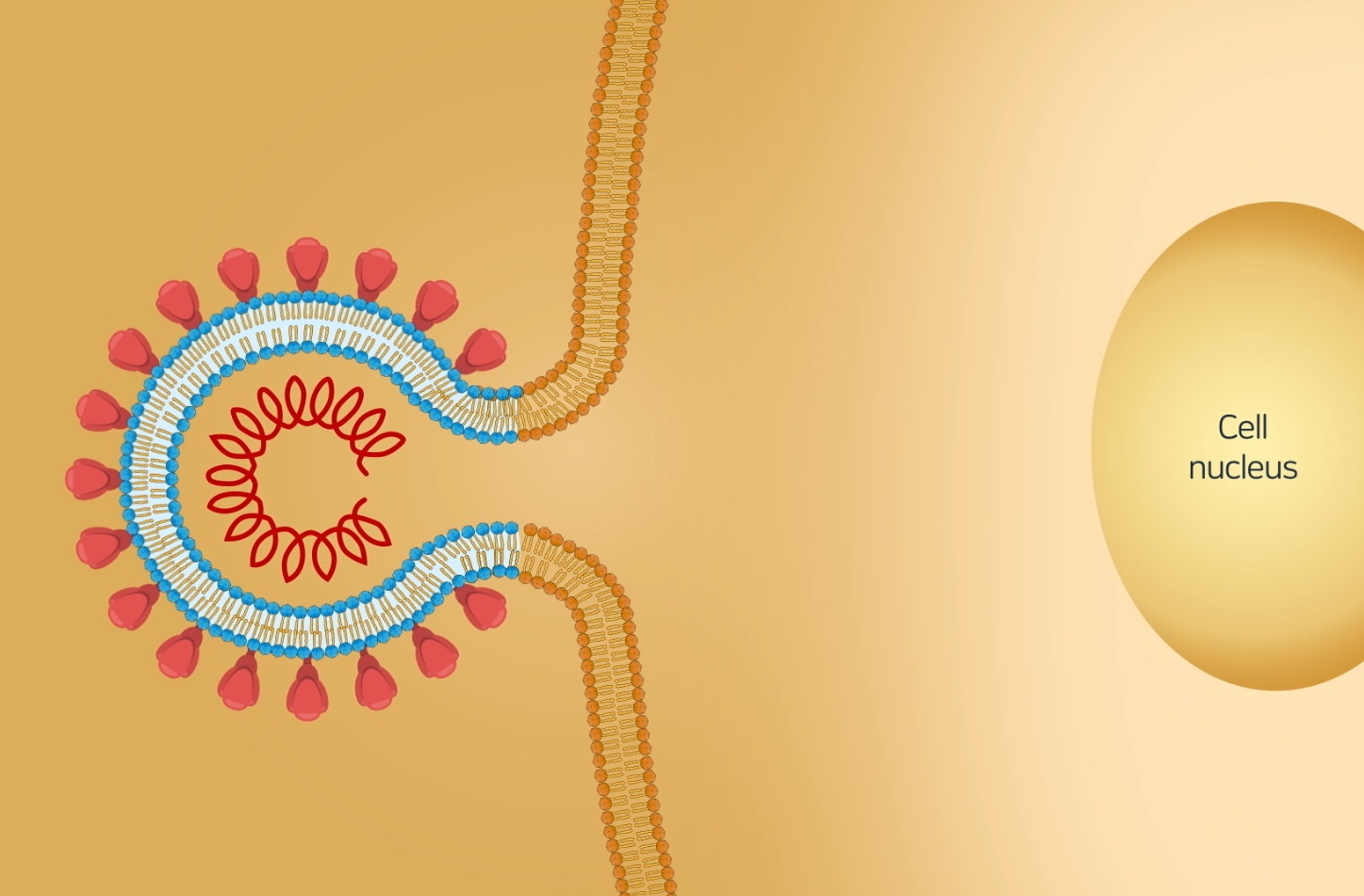 코로나바이러스 입자는 엔도좀(endosome)이나 세포표면 형질막과 융합한 형태로 인체세포 내로 들어오게 된다. 이 두 경로는 공통적으로 코로나바이러스 외피막과 인체세포 세포막 사이의 ‘막 융합’과정을 필수적으로 거치게 된다. IBS 생명과학 연구클러스터 연구진은 벌개미취에 포함된 아스터사포닌 I과 더덕에 포함된 란세마사이드 A가 코로나바이러스와 인체세포간 막 융합을 막아 코로나바이러스 세포 내 감염경로를 모두 차단한다는 사실을 밝혔다.