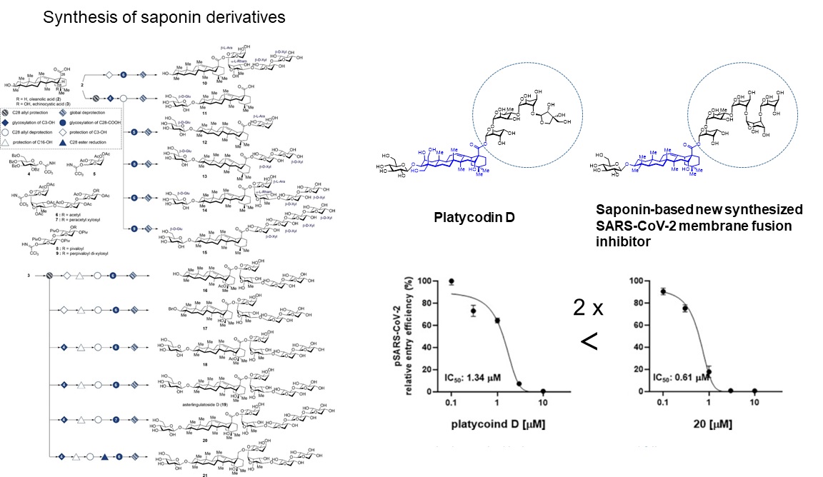 연구진은 도라지 사포닌 플라티코딘 D를 기반으로 12종의 사포닌 유도체를 합성(왼쪽)했으며, 플라티코딘 D 보다 항코로나바이러스 활성이 2배 향상된 합성 사포닌 합성(오른쪽)했다.