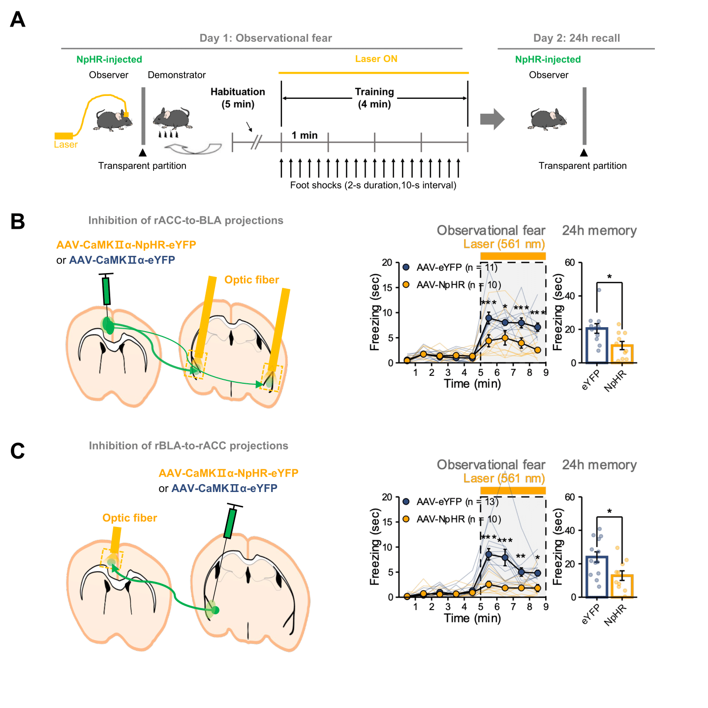 Figure 1. Reciprocal connections between the rACC and rBLA are responsible for observational fear.
            A.Schematic illustrations of behavioral procedures for observational fear in mice.
            B.Optogenetic inhibition of rACC-BLA projections significantly reduced freezing during observational fear.
            C.Optogenetic inhibition of rACC-rBLA projections significantly reduced freezing during observational fear.
            