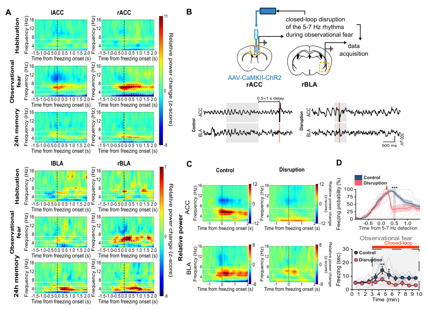 Figure 2. 5-7 Hz rhythms in rACC and rBLA are causally involved in the empathic response.
            A.5-7 Hz rhythms are selectively increased during observational fear in the rACC and rBLA.
            B.Schematic illustrations for closed-loop manipulation experiment.
            C.Closed-loop manipulation disrupted 5-7 Hz rhythms in the rACC and rBLA.
            D.Closed-loop manipulation disrupted freezing behavior during observational fear.
            