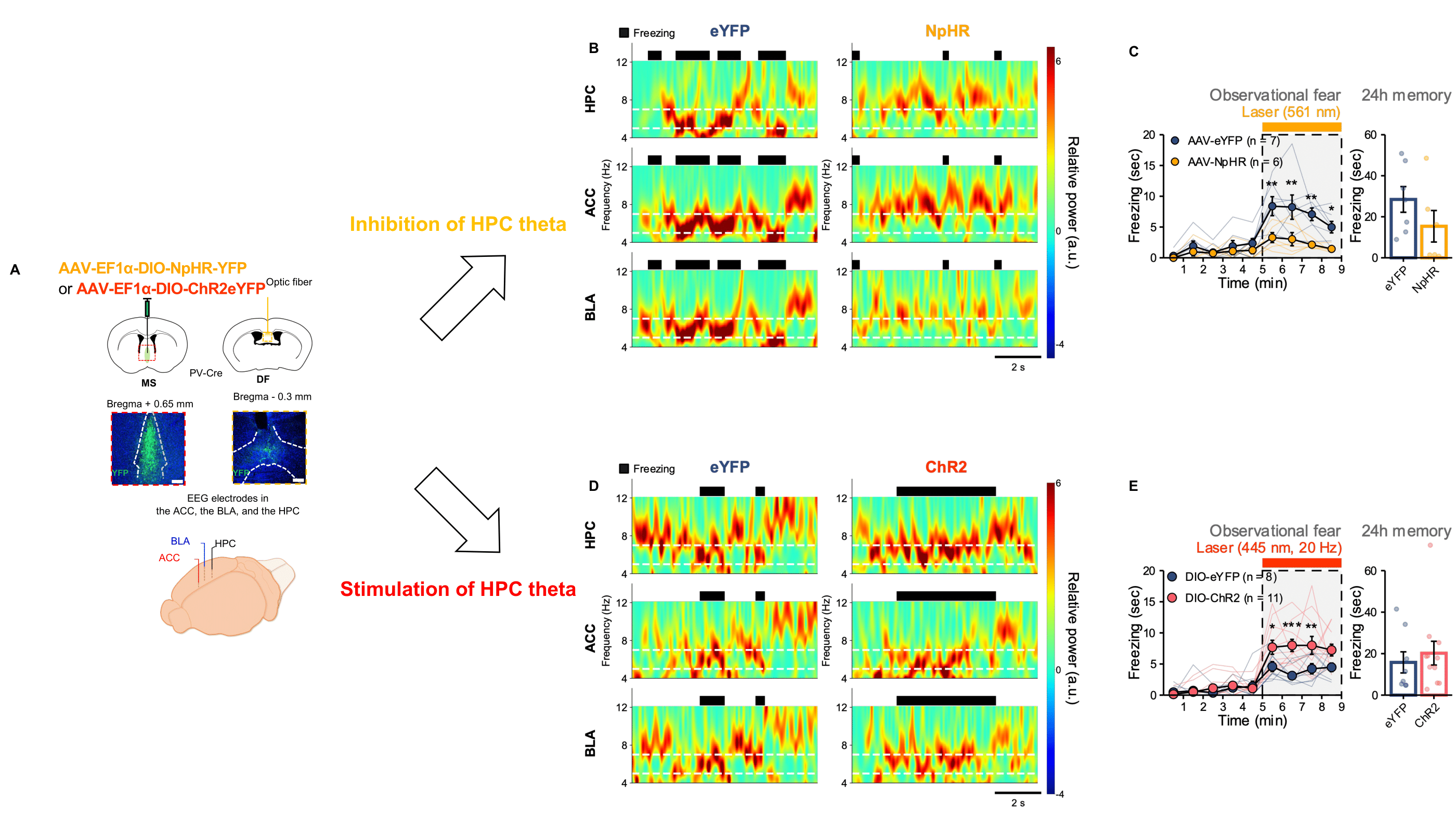 Figure 3. Hippocampal theta oscillations bi-directionally modulate ACC-BLA theta oscillations and observational fear.
            A.Schematic illustrations of hippocampal modulations.
            B & C. Optogenetic inhibition of hippocampal theta decreased 5-7 Hz in the ACC-BLA circuit and observational freezing.
            D & E. Optogenetic stimulation of hippocampal theta increased 5-7 Hz in the ACC-BLA circuit and observational freezing.
            
