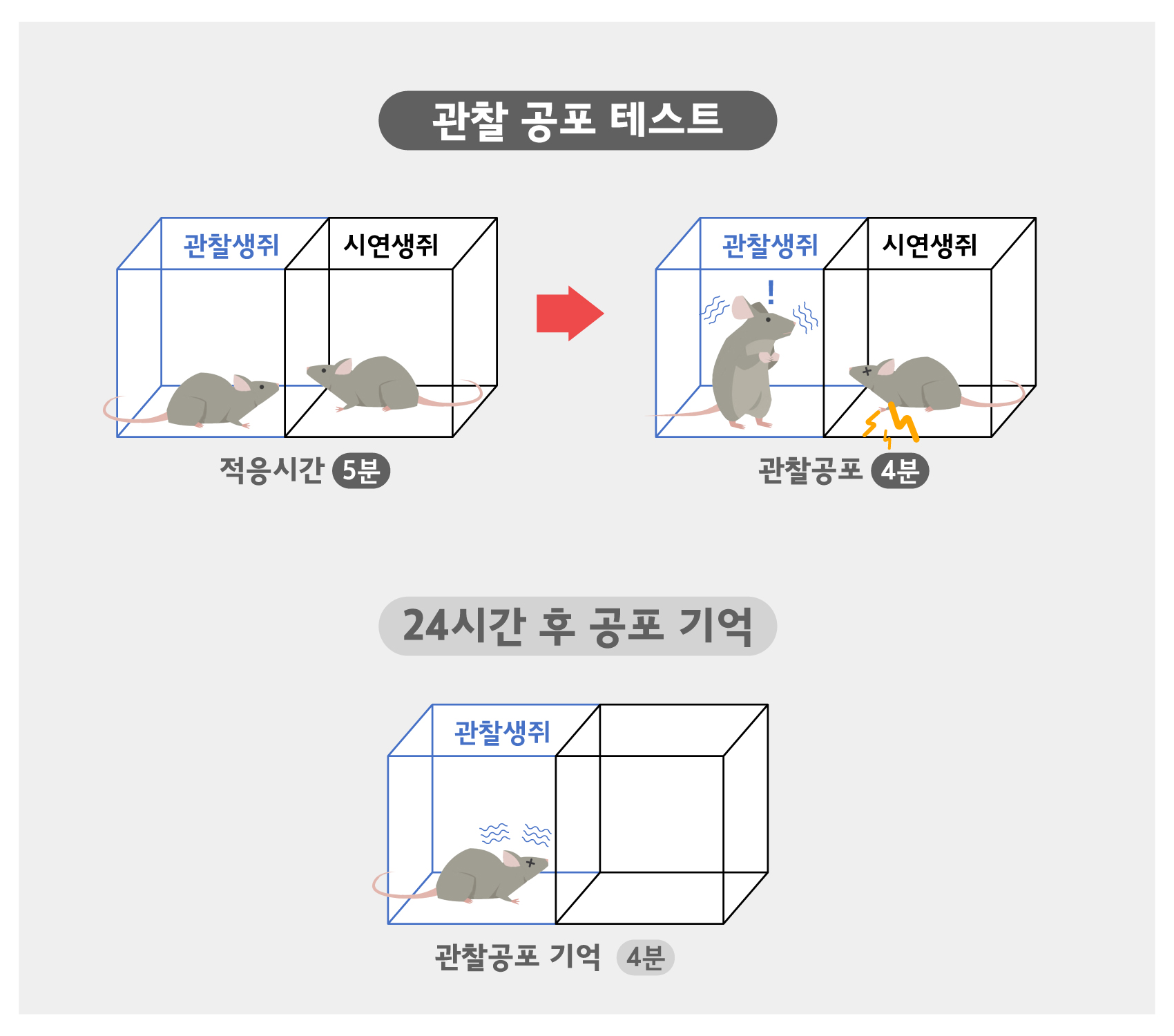 ▲ 관찰 공포 행동 챔버 사진과 행동실험 과정의 모식도. 관찰생쥐와 시연생쥐는 각각 독립된 챔버에 놓여지고 적응기를 갖는다. 곧 시연생쥐는 반복적으로 주어지는 전기충격(2초 충격-10초 휴식을 반복적으로 진행)에 의해 고통과 공포 반응을 보이게 되며, 관찰생쥐는 투명한 플라스틱 막을 통해 시연 생쥐의 고통을 바라보며 상대의 공포 반응에 공감하여 동작을 멈추는 행동을 보인다. 다음날 관찰생쥐는 시연생쥐 없이 단독으로 동일한 행동 챔버에 놓이게 되는데, 고통을 받는 상대가 없는 상태에서도 24시간 전에 일어났던 관찰공포가 일어났던 그 장소를 기억하여 상상공포로 인해 꼼짝 못하고 얼어붙는 행동을 보이게 된다.