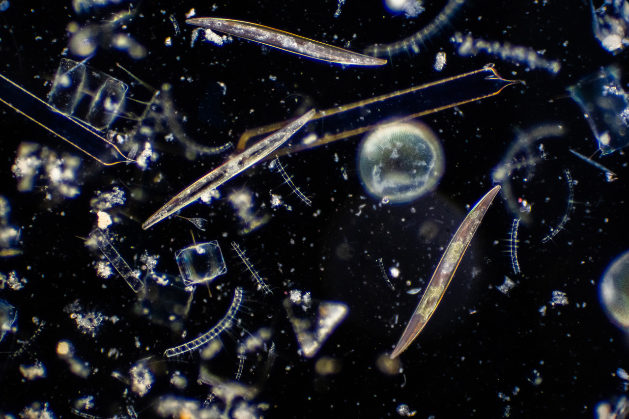 Fig. 1 Photosynthesizing algae play an important role in marine life. According to new computer model simulations, a metabolic hack makes phytoplankton more resilient to 21st century climate change than previously thought.
