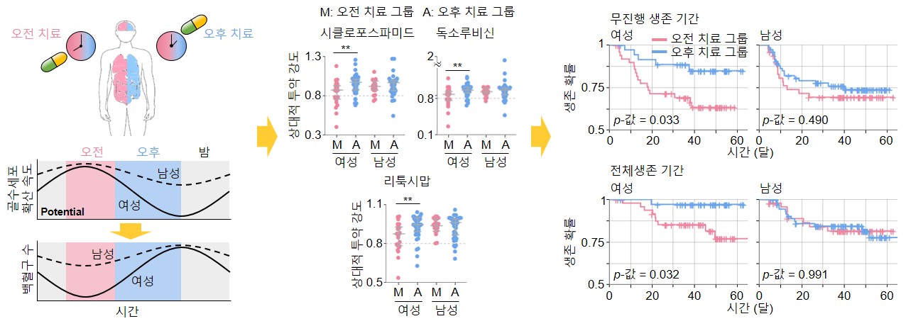 ▲ 하루 중 골수세포 확산 속도가 여성에서 큰 차이가 나고, 오전에 확산 속도가 최대가 된다(왼쪽). 여성 환자에게 오전에 항암제를 투약할 시 골수세포의 확산이 억제되어 항암 부작용의 발생 빈도가 증가한다. 부작용이 발생하면 환자 안전을 위해 투약량을 줄이기 때문에, 상대적 투약 강도가 감소한다(가운데). 오전 치료를 주로 받은 여성 환자의 항암치료 효율이 감소하여, 생존 확률이 감소하게 된다(오른쪽). 남성의 경우 시간에 따른 유의미한 치료 효율 차이가 없는 것으로 확인됐다. 