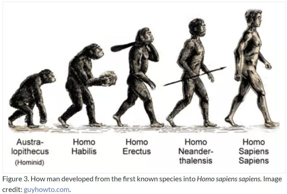 사진5 (출처 guyhowto.com) 인류의 진화 과정