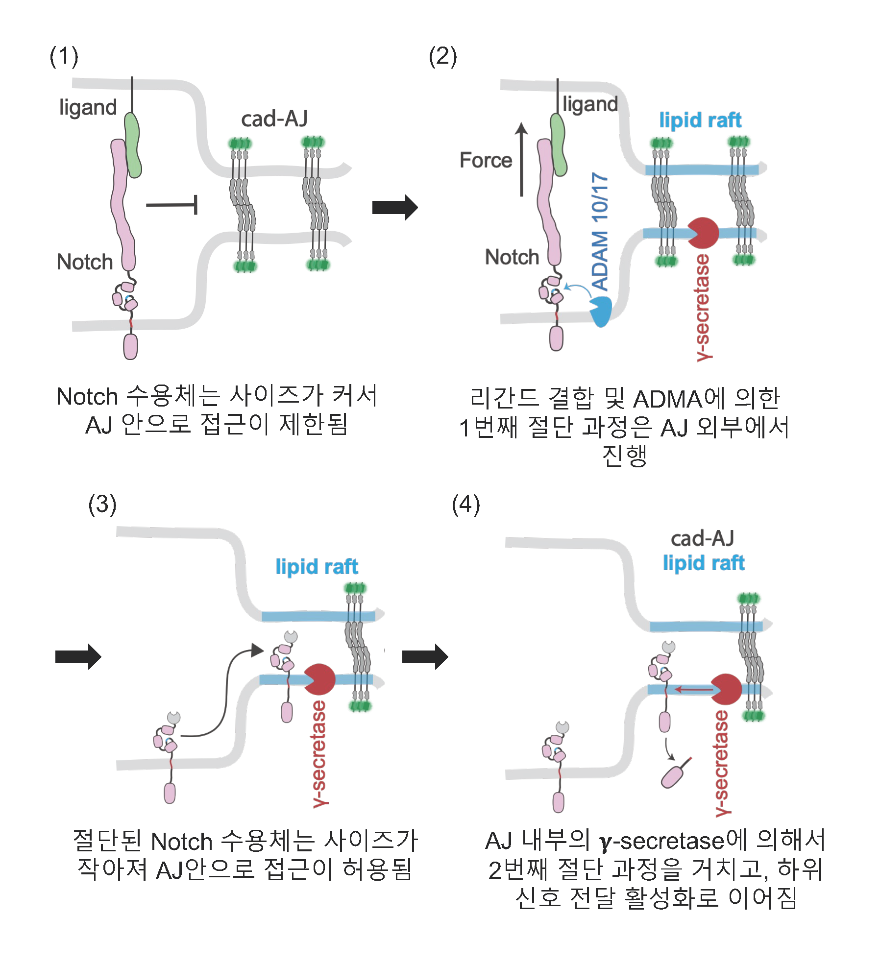 ▲ 활성화 전 Notch 수용체는 크기가 약 100nm(나노미터, 10억분의 1m) 이상으로 약 25nm 너비의 접착연접(AJ) 안으로 접근이 제한된다. Notch는 리간드와 상호 작용을 거쳐 ADAM10/17 효소에 의한 1번째 절단 과정을 거치게 되는데 이는 AJ 외부에서 일어난다. 첫 번째 절단 과정을 거친 중간 단계 Notch는 사이즈가 20nm 정도로 작아져서 AJ 안으로 접근이 허용되는데, AJ 안에는 감마 세크레타제(Υ-secretase) 효소가 고농도로 모집(recruit)되어 있다. 이때 Υ-secretase는 중간 단계 Notch를 기질로 인식하여 2번째 절단을 하게 되고, 이는 전사입자 역할을 하는 Notch 세포내 도메인(intracellular domain)을 형성하여 타겟 유전자 발현을 유도한다.  