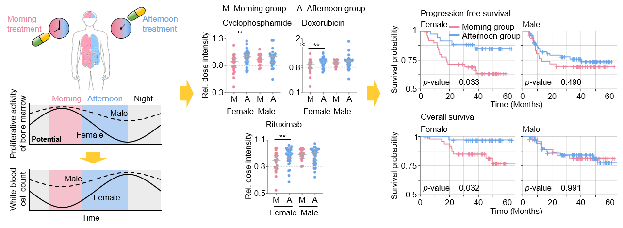 Figure 1. Chemotherapy in the afternoon can improve treatment outcomes
            