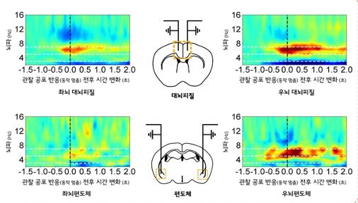 사진5. 관찰 공포 행동 중 우뇌의 대뇌피질과 편도체 영역의 5~7Hz의 뇌파 증가.