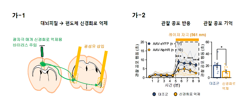 사진6. 광유전학 기법을 활용해 우뇌의 대뇌피질-편도체 사이에 연결된 신경회로가 공감 능력에 관여한다는 사실을 밝혀냈다.