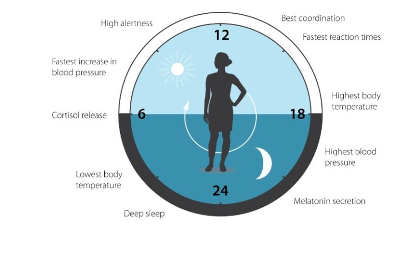 ▲ 우리 몸에서는 주기에 따라 여러 가지 생리적인 변화가 일어난다. (출처: nobelprize.org)