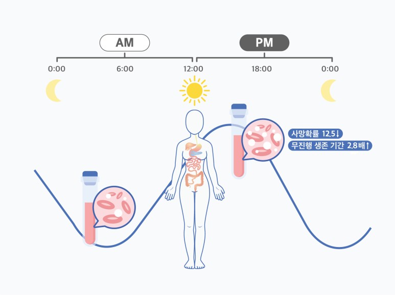 ▲ 여성 혈액암 환자의 경우, 오전에 치료받은 경우보다 오후에 치료받았을 때 사망확률은 12.5배 감소하고, 무진행 생존 기간은 2.8배 늘어났다. 연구팀은 골수의 일주기 리듬에서 원인을 찾았다. (출처: IBS)