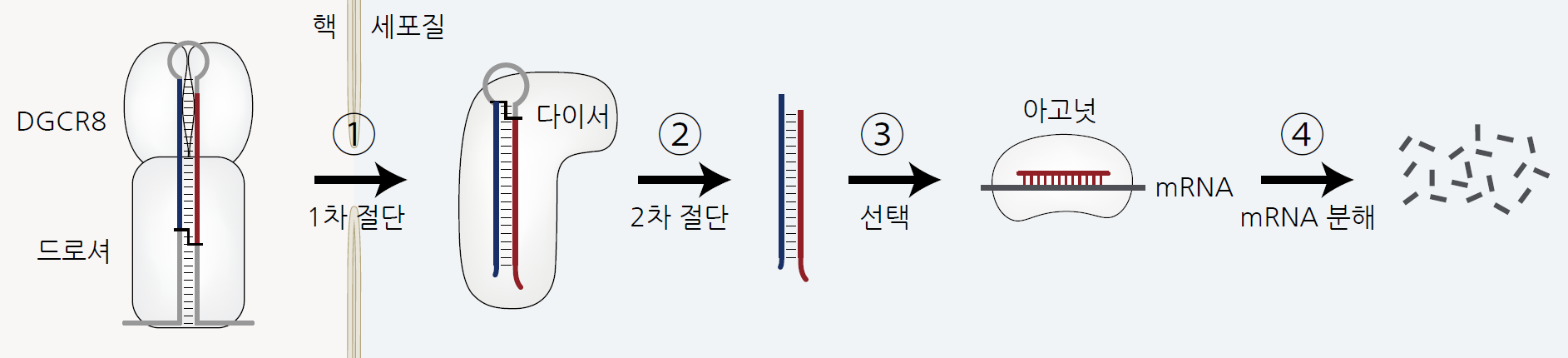 [그림 1] 마이크로RNA의 생성 경로와 기능