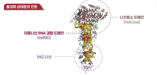 인간 다이서에 의한 마이크로RNA 생성 모델