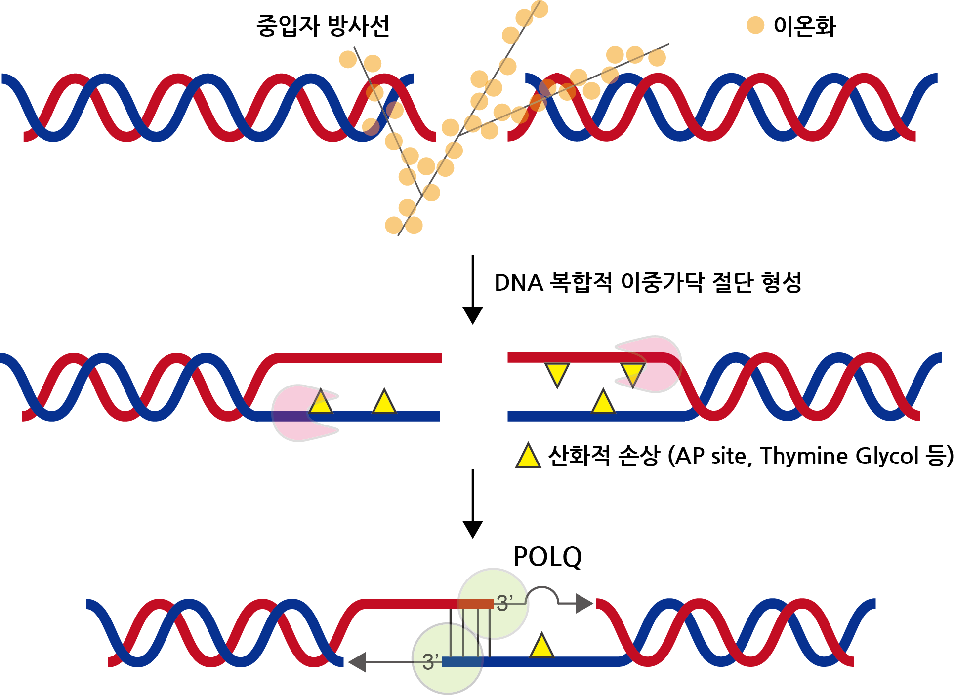 [그림 2] POLQ 단백질의 DNA 복합적 이중가닥 절단 복구 모식도 중입자 방사선은 DNA 분자에 강한 이온화를 발생시켜 이중가닥 절단과 산화적 손상이 국소적으로 함께 일어나는 DNA 복합적 이중가닥 절단을 생성한다. 이번 연구에서 이러한 형태의 손상이 POLQ 단백질에 의해 복구이 되고 암세포의 치료 내성을 높인다는 것을 밝혔다.