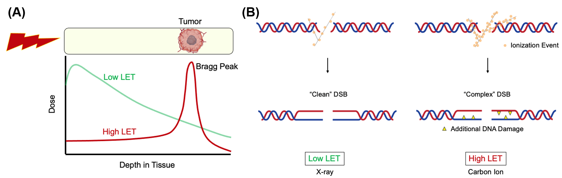 Figure 1. (A) Depth dose distribution for low LET x-rays and monoenergetic Bragg curve for high LET carbon ions. (B) Carbon ions produce more “complex” DSBs and x-rays produce relatively “clean” DSBs.