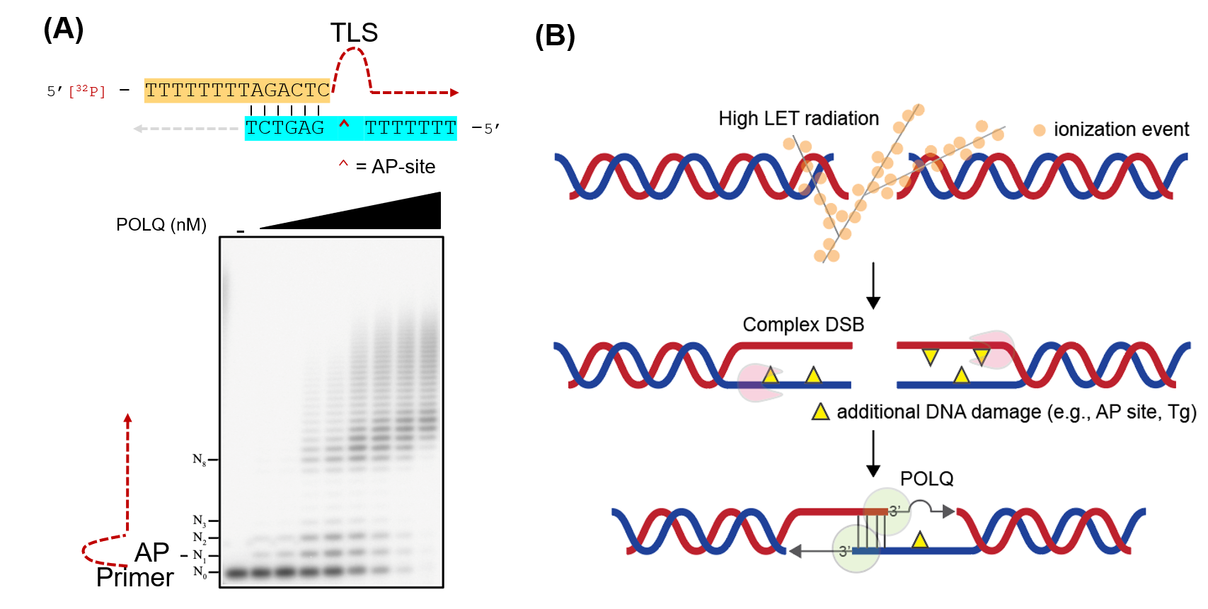 Figure 2. (A) POLQ is able to anneal two single-stranded DNA tails utilizing a short homology sequence and is able to bypass DNA damage. (B) A model of POLQ-mediated repair following high LET radiation. POLQ promotes synapsis formation of the two resected 3’-single-stranded DNA tails and efficiently bypasses DNA damage located on the tails.