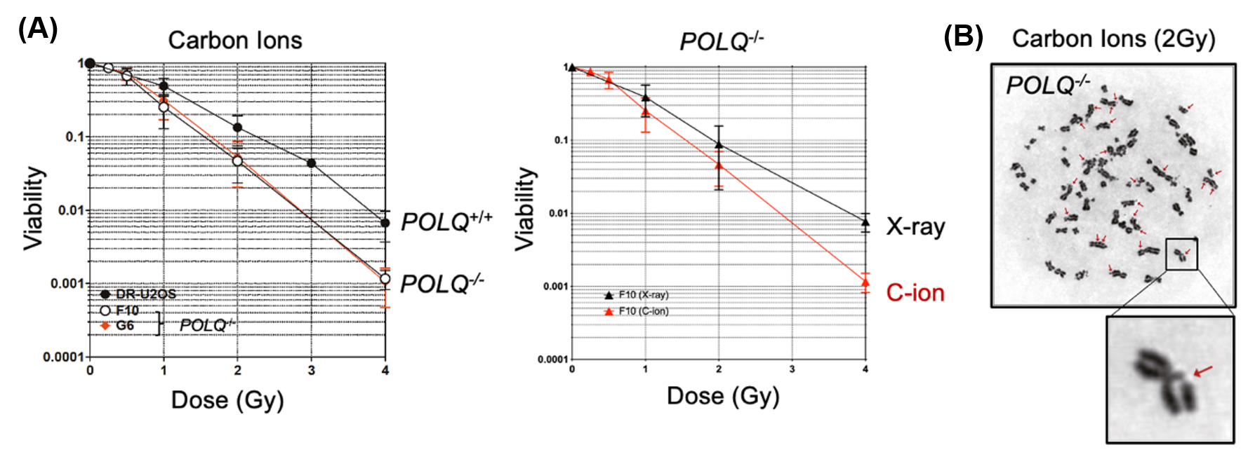 Figure 3. (A) Effect of POLQ deletion on cell survival fraction after carbon ion or x-ray irradiation. (B) POLQ deletion increases chromatid breaks after carbon ion irradiation.