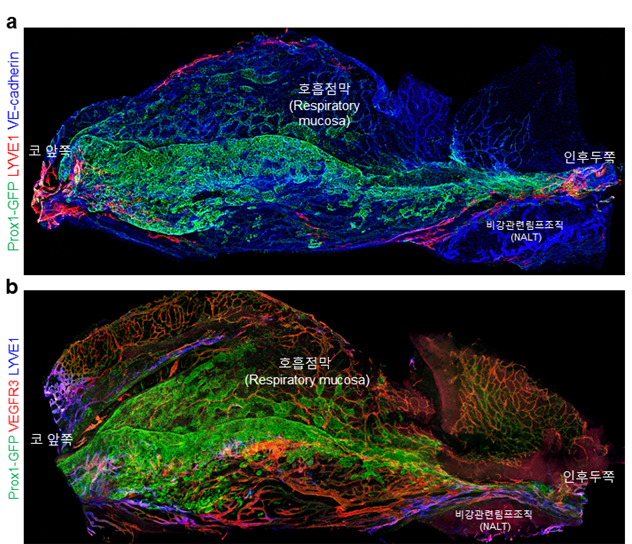 [그림 1] 생쥐 비강 내 혈관 및 림프관 3차원 구조
            생쥐 비강 내 점막에는 많은 혈관이 분포하고 있음을 확인할 수 있음. 림프관에 특이적으로 발현하는 Prox1 단백질이 다른 조직에서와는 다르게 정맥동 혈관에 발현하고 있으며, 비강 내 넓은 범위에 걸쳐 분포하고 있음을 시각화함(그림 a). 또한, 비강 내 림프관의 분포를 시각화하였으며, 다른 조직과는 다르게 비강 내 림프관은 비전형적인 특징을 가진 림프관들이 대부분을 차지하고 있음을 발견함(그림 b).