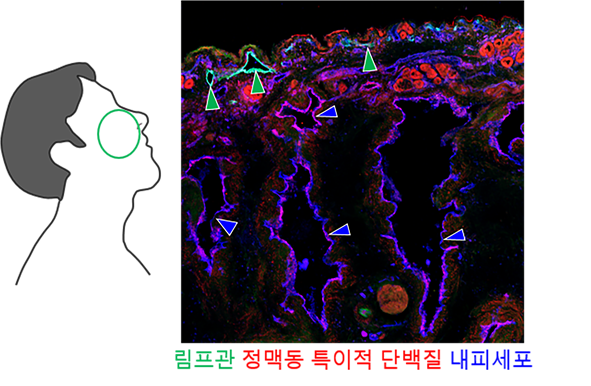 [그림 3] 사람 비강 내 혈관 및 림프관 구조
            수술환자에서 채취한 비강 내 호흡점막조직 시료를 면역형광염색법을 통해 이미징한 결과, 생쥐와 비슷하게 정맥동과 림프관이 넓은 범위로 분포하는 것을 발견함.