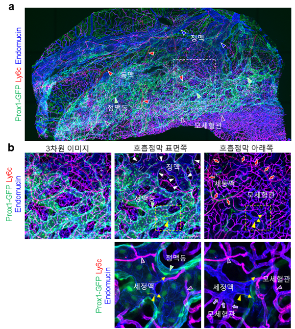 ▲ 생쥐 비강 내 혈관 3차원 구조
            생쥐 비강 내 혈관 내피세포별 특이적 단백질에 대한 항체를 주사하여 면역형광염색법을 통해 혈관망 구조를 3차원 형태로 분석한 결과, 동맥-세동맥-모세혈관-세정맥-정맥동-정맥으로 연결됨을 발견함(그림 a, b).