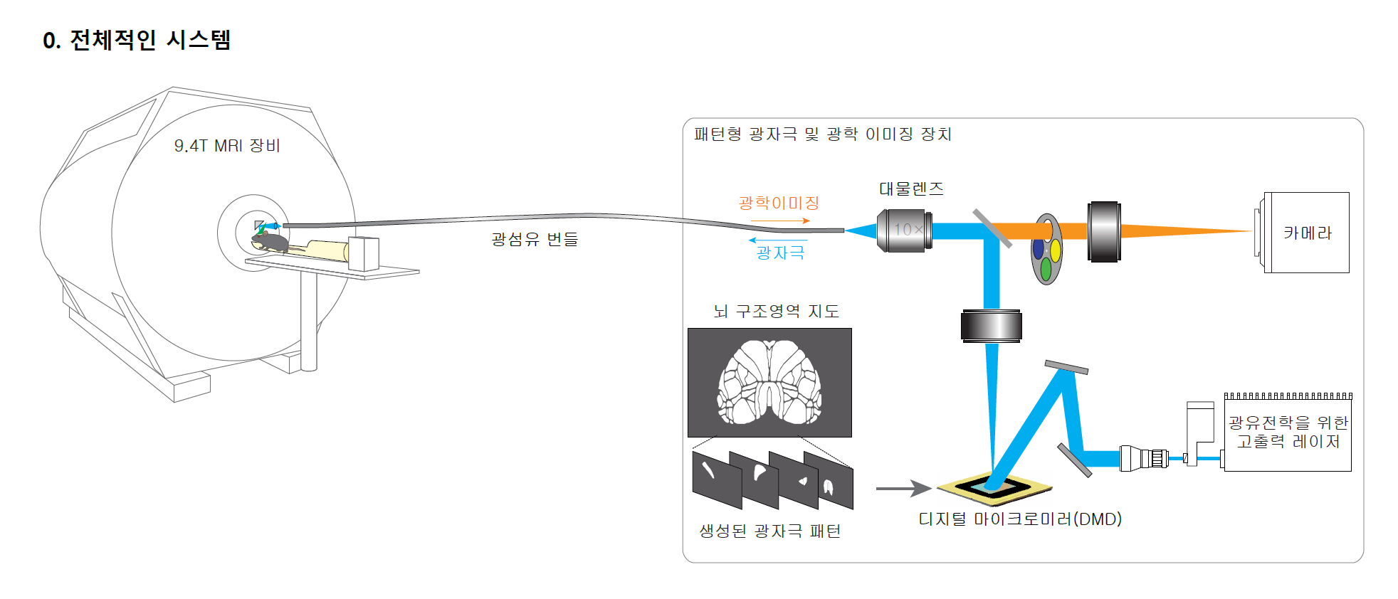 [그림1] 전체 광유전학 fMRI 시스템
            시스템은 총 3가지 모듈로 이루어져 있다. 첫 번째는 광학 이미징 모듈로 마우스 뇌 표면으로부터의 광 이미지가 광섬유 번들을 통해 전달되어 카메라로 관측한다(주황색 경로). 두 번째는 패턴화 자극 모듈로 DMD(빔 프로젝터)를 이용하여 특정한 이미지를 만들고, 이 이미지는 광섬유 번들을 통해 마우스의 뇌로 전달된다(파란색 경로). 이 둘은 이색상 거울(dichroic mirror; 대물렌즈 오른쪽에 위치)을 통해 마우스 뇌 까지 같은 경로(path)를 공유한다. 마지막으로 마우스 fMRI 모듈은 마우스를 9.4T(테슬라) MRI안에 고정시키고 광섬유 번들을 통해 들어오는 광 자극을 뇌에 전달하거나, 뇌로부터의 광 이미지를 광섬유 번들로 전달한다.