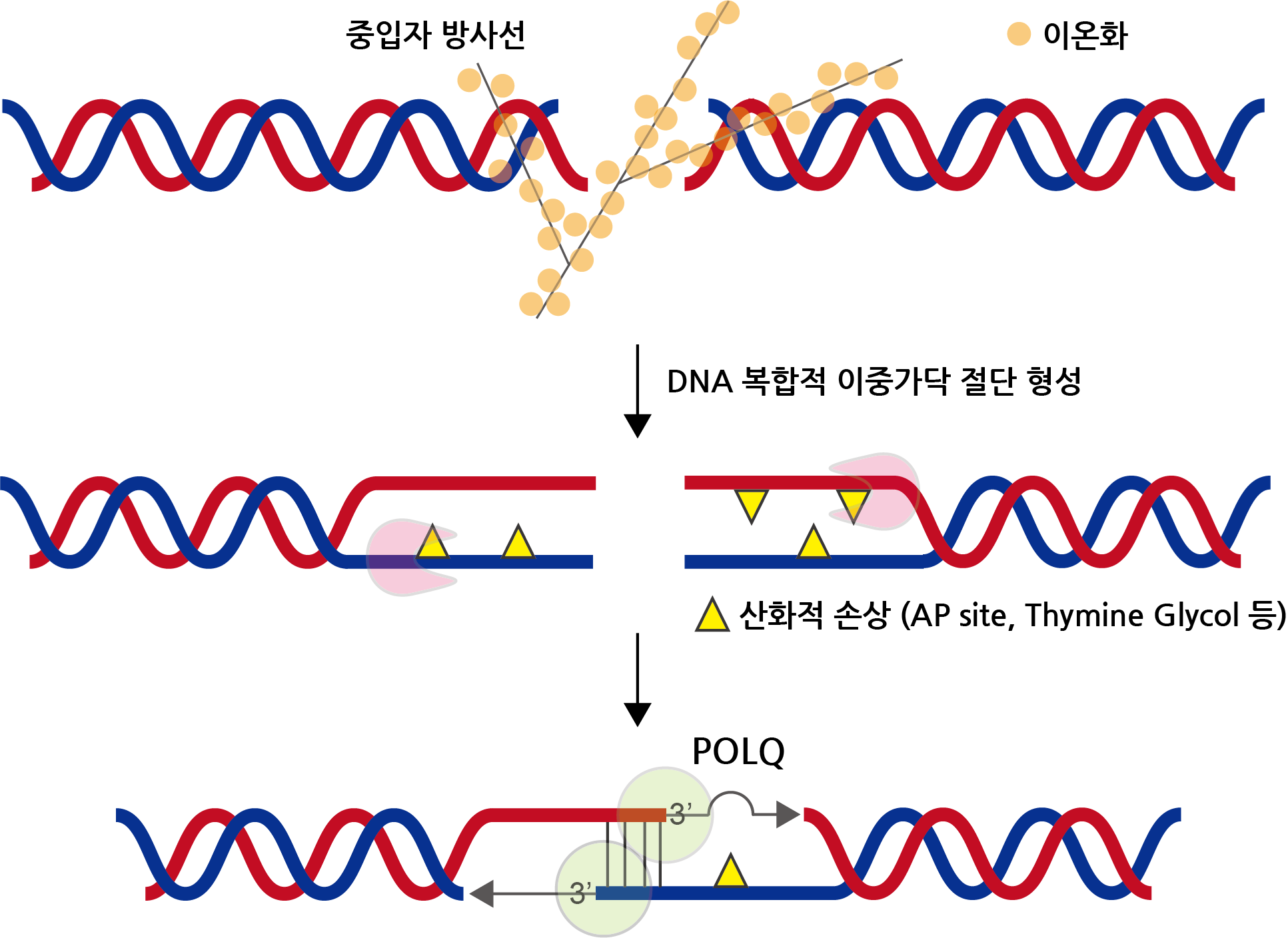 ▲ POLQ 단백질의 DNA 복합적 이중가닥 절단 복구 모식도