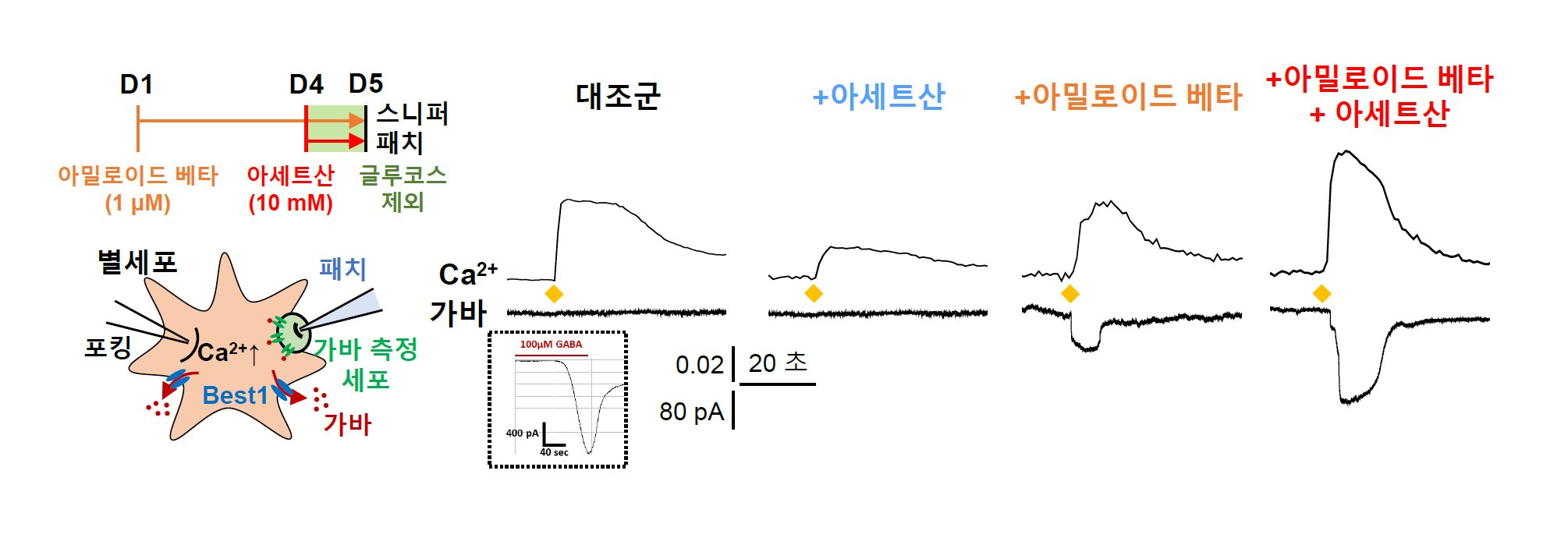 [그림 2] 아밀로이드 베타에 의한 반응성 별세포화 및 가바 생성을 촉진시키는 아세트산