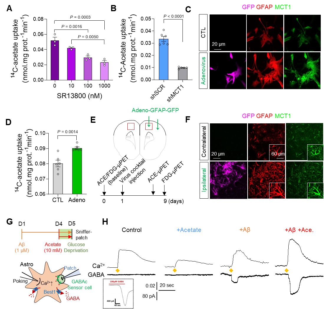 Figure 1. Augmentation of acetate uptake, mediated by MCT1, facilitates Aβ-induced GABA release in reactive astrocyte.