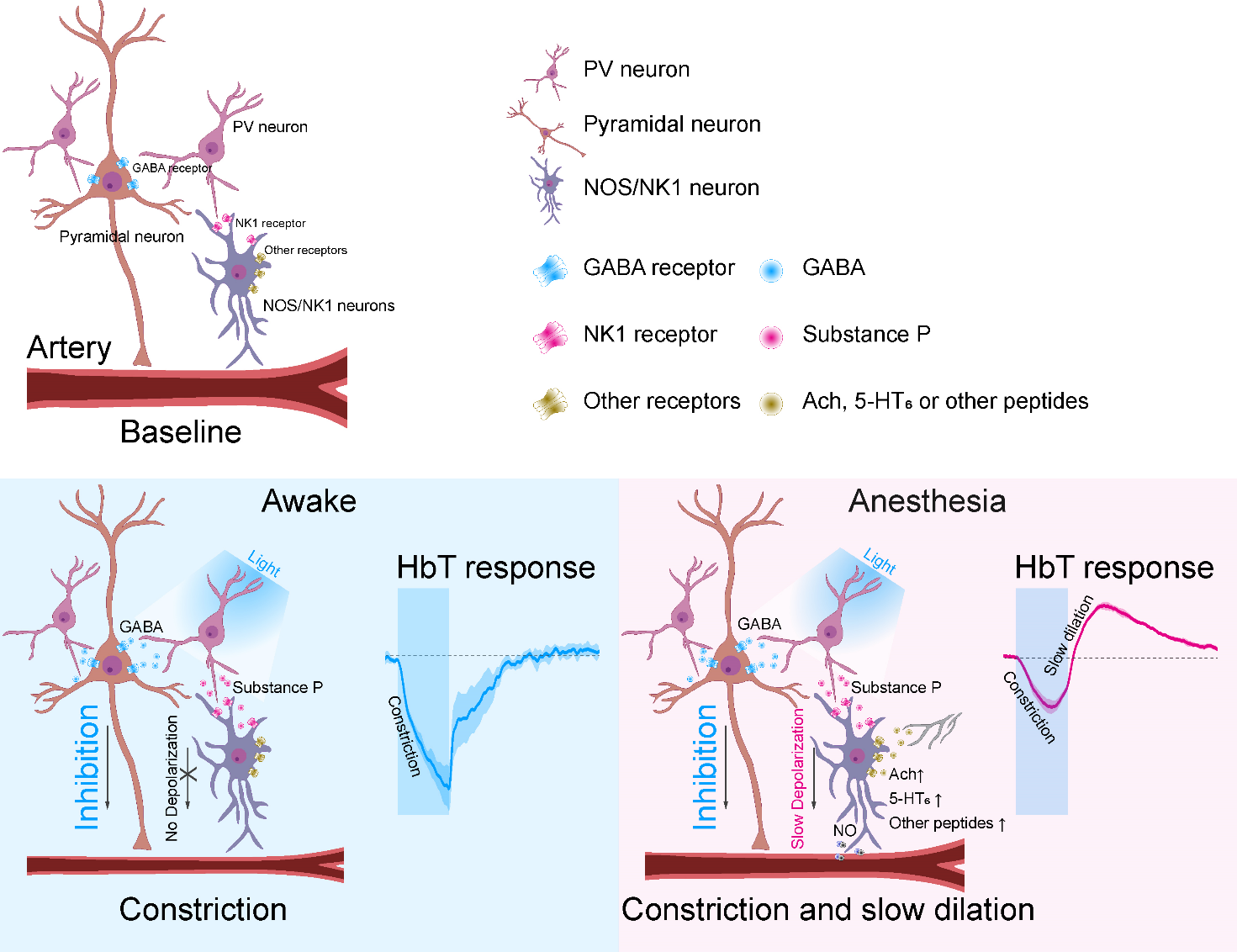 Figure 1. Role of PV neuron activity in the awake and anesthetized brain. When the inhibitory PV neuron is activated in the awake brain, excitatory neurons are inhibited and vasoconstriction is observed (left). In the anesthetized brain, substance P is secreted by the PV neurons, which activates nNOS neurons and causes slow vasodilation (right). Optical imaging was used to measure HbT (total hemoglobin), which is used to infer the level of blood flow.