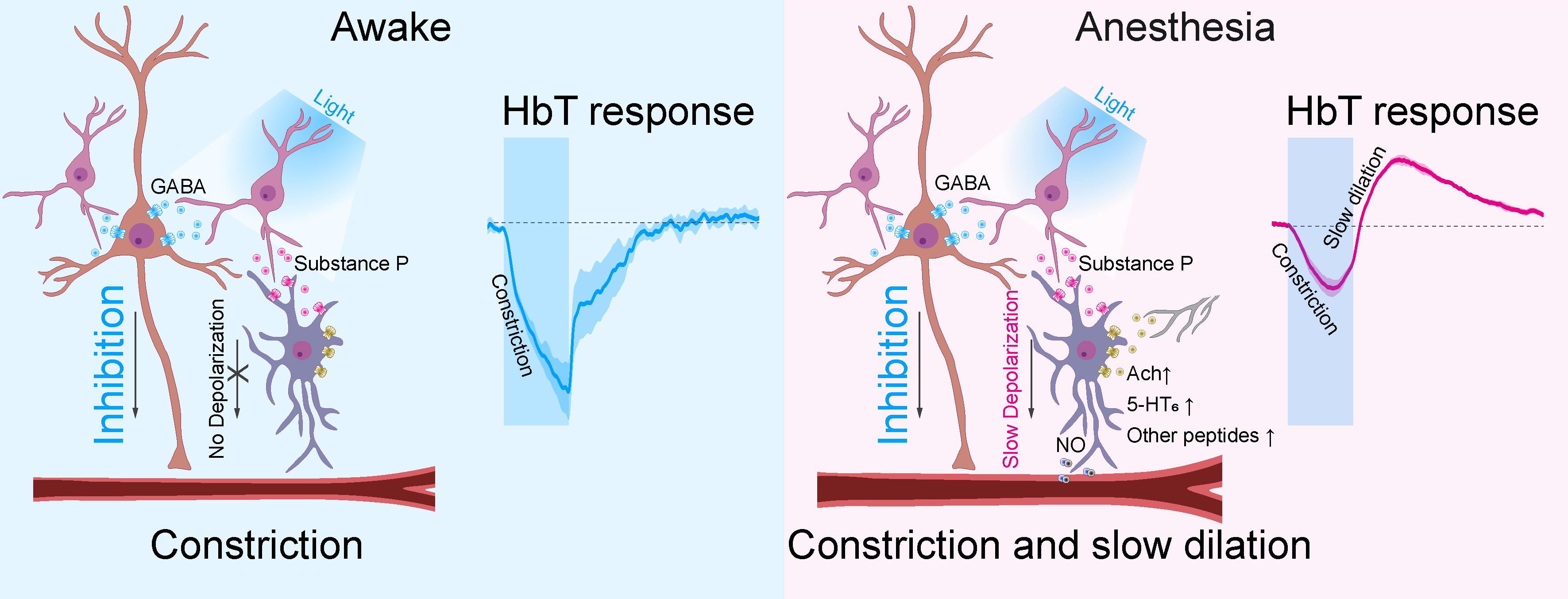 ▲ 깨어있는 상태와 마취(수면) 상태 PV뉴런 활성에 의한 혈관 반응 기전 모식도
                뇌에는 크기가 큰 흥분성 뉴런과 크기가 작은 억제성 뉴런이 존재하며, 억제성 PV 뉴런 활성화 시 흥분성 뉴런의 활성도가 감소하고 혈관이 수축한다(왼쪽). 마취 상태(혹은 수면 상태)에서는 억제성 뉴런에서 Substance P 신경 펩타이드가 분비되고, 이것이 nNOS 뉴런을 활성화시켜 혈관이 확장한다(오른쪽). 