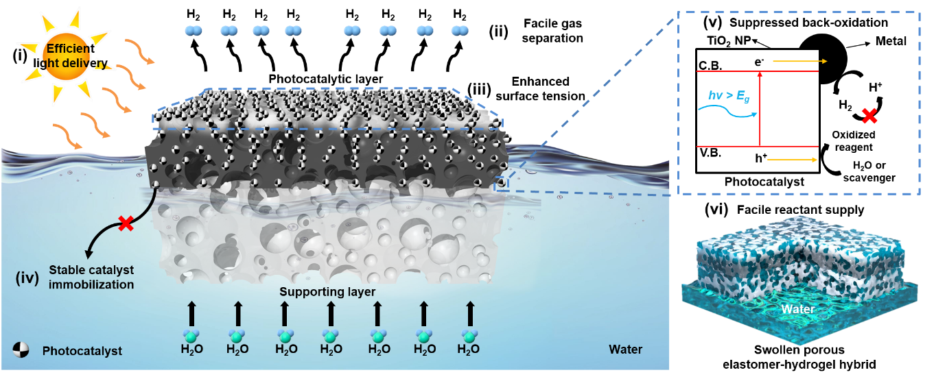 Figure 2.
        Floatable photocatalytic platforms have clear advantages in hydrogen evolution reaction, in terms of efficient light delivery, facile gas separation, enhanced surface tension, stable catalyst immobilization, suppressed back-oxidation (reverse reaction), and facile supply of water.
        