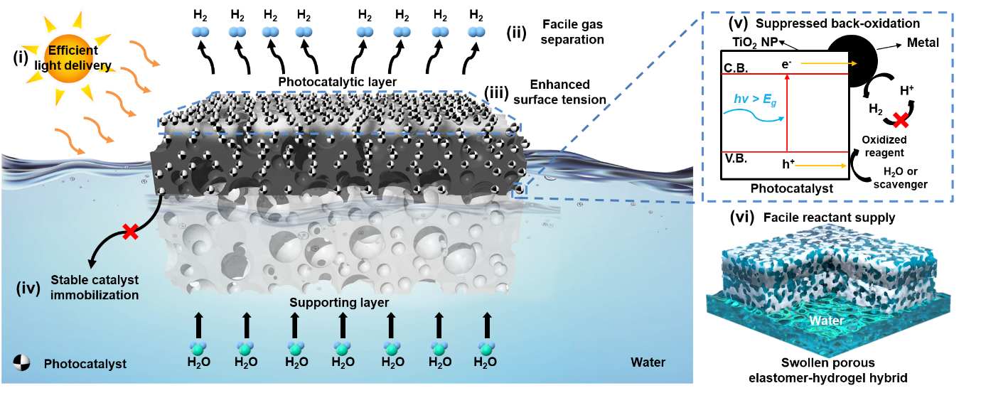 Figure 2.
        Floatable photocatalytic platforms have clear advantages in hydrogen evolution reaction, in terms of efficient light delivery, facile gas separation, enhanced surface tension, stable catalyst immobilization, suppressed back-oxidation (reverse reaction), and facile supply of water.
        