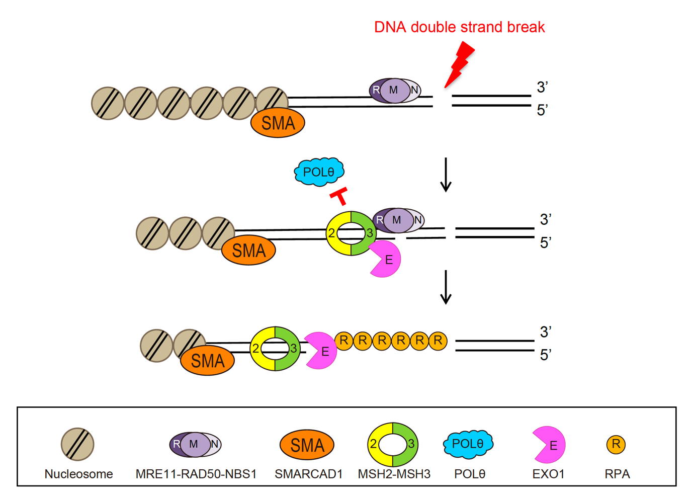 Figure 1. DSB repair by SMARCAD1, MSH2, and EXO1.
          