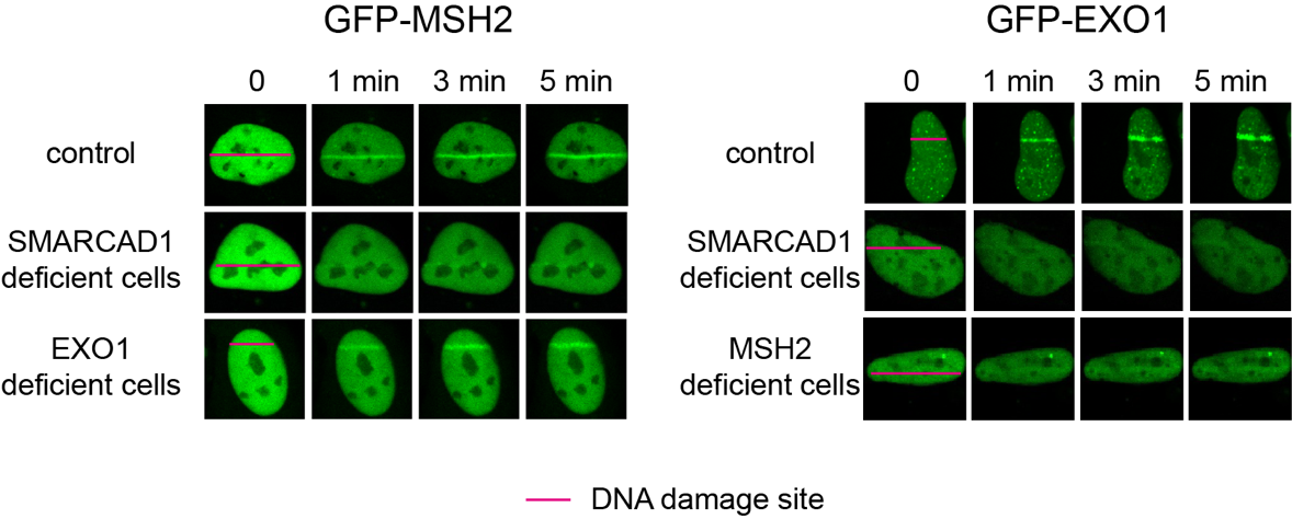 Figure 2. Laser microirradiation is used to mimic the DSBs in cells and measure the recruitment of green flurecent protein-labeled MSH2 (GFP-MSH2) or EXO1 (GFP-EXO1) to the DNA damage site (indicated by the red line) under a confocal microscope. The recruitment of GFP-MSH2 was inhibited in SMARCAD1-deficient cells, but not in EXO1-deficient cells. The recruitment of GFP-EXO1 was inhibited in SMARCAD1- or MSH2- deficient cells. These data indicates that MSH2 recruitment to DSBs depends on SMARCAD1, and then EXO1 is recruited.
            