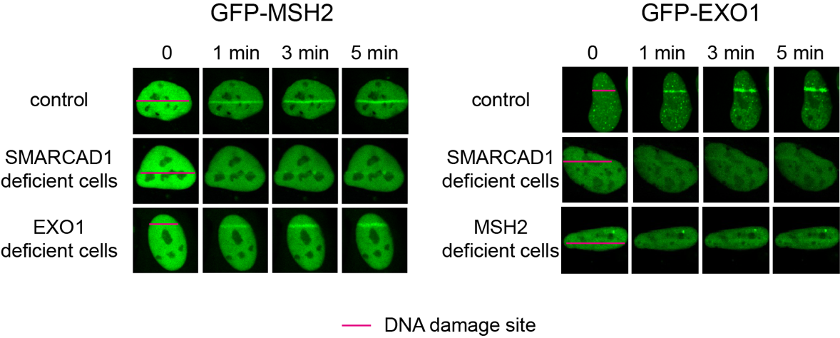 Figure 2. Laser microirradiation is used to mimic the DSBs in cells and measure the recruitment of green flurecent protein-labeled MSH2 (GFP-MSH2) or EXO1 (GFP-EXO1) to the DNA damage site (indicated by the red line) under a confocal microscope. The recruitment of GFP-MSH2 was inhibited in SMARCAD1-deficient cells, but not in EXO1-deficient cells. The recruitment of GFP-EXO1 was inhibited in SMARCAD1- or MSH2- deficient cells. These data indicates that MSH2 recruitment to DSBs depends on SMARCAD1, and then EXO1 is recruited.
            