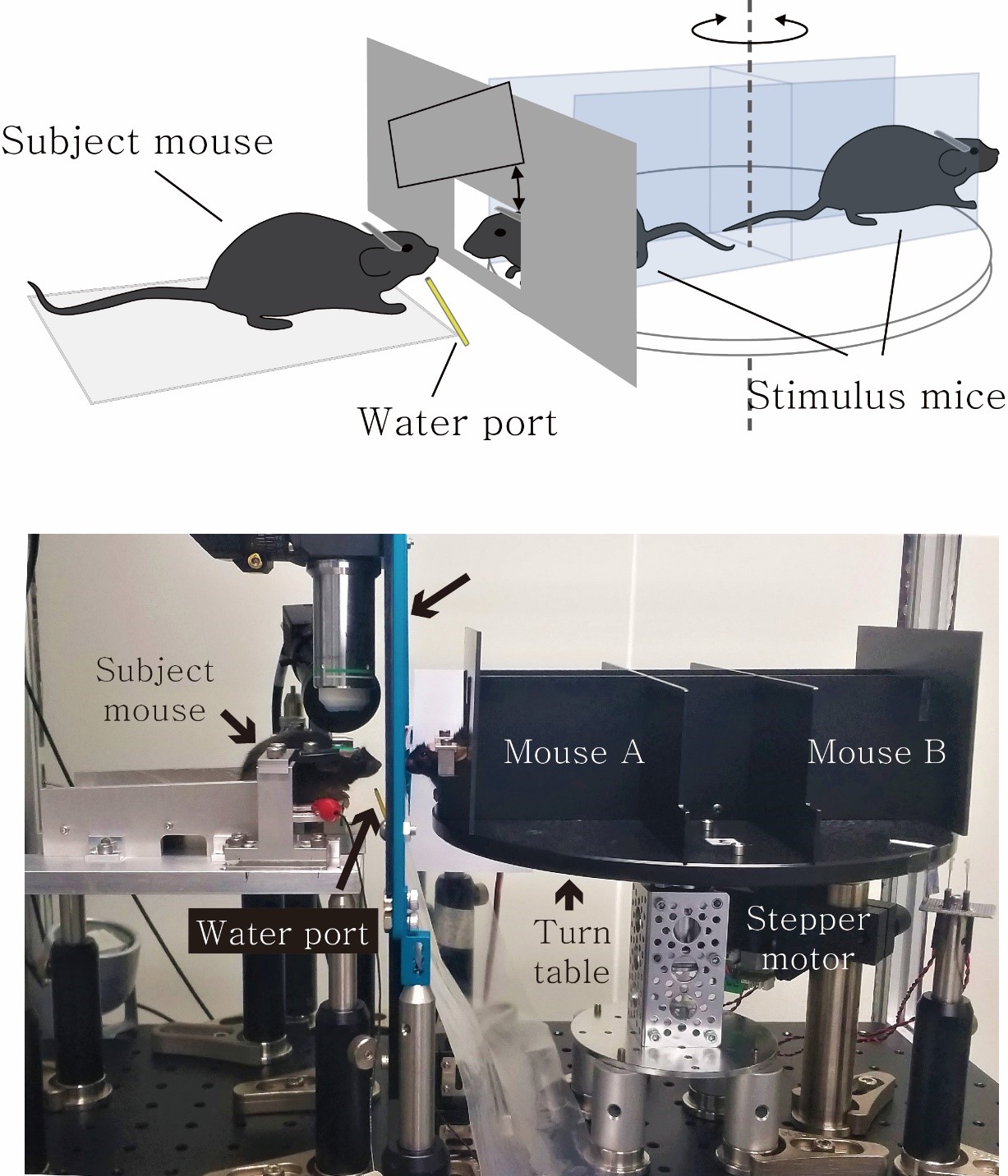 Figure 1. One of the two immobilized mice is presented to the subject mouse in random order. The subject mouse learns to recognize the presented mouse and associates it with the availability of water reward.
          