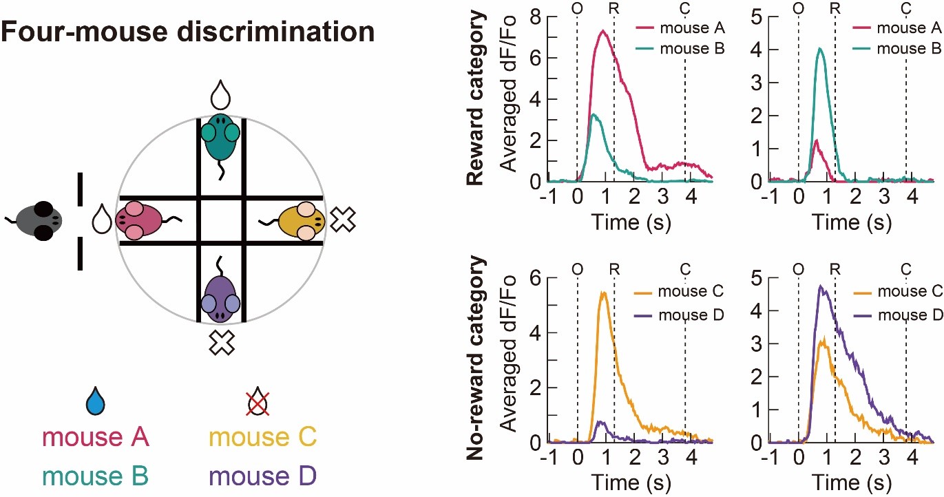 Figure 3. Neurons in the dorsal CA1 region of the hippocampus were found to be responsible for distinguishing between two mice within the reward category or between two mice in the non-reward category.
                