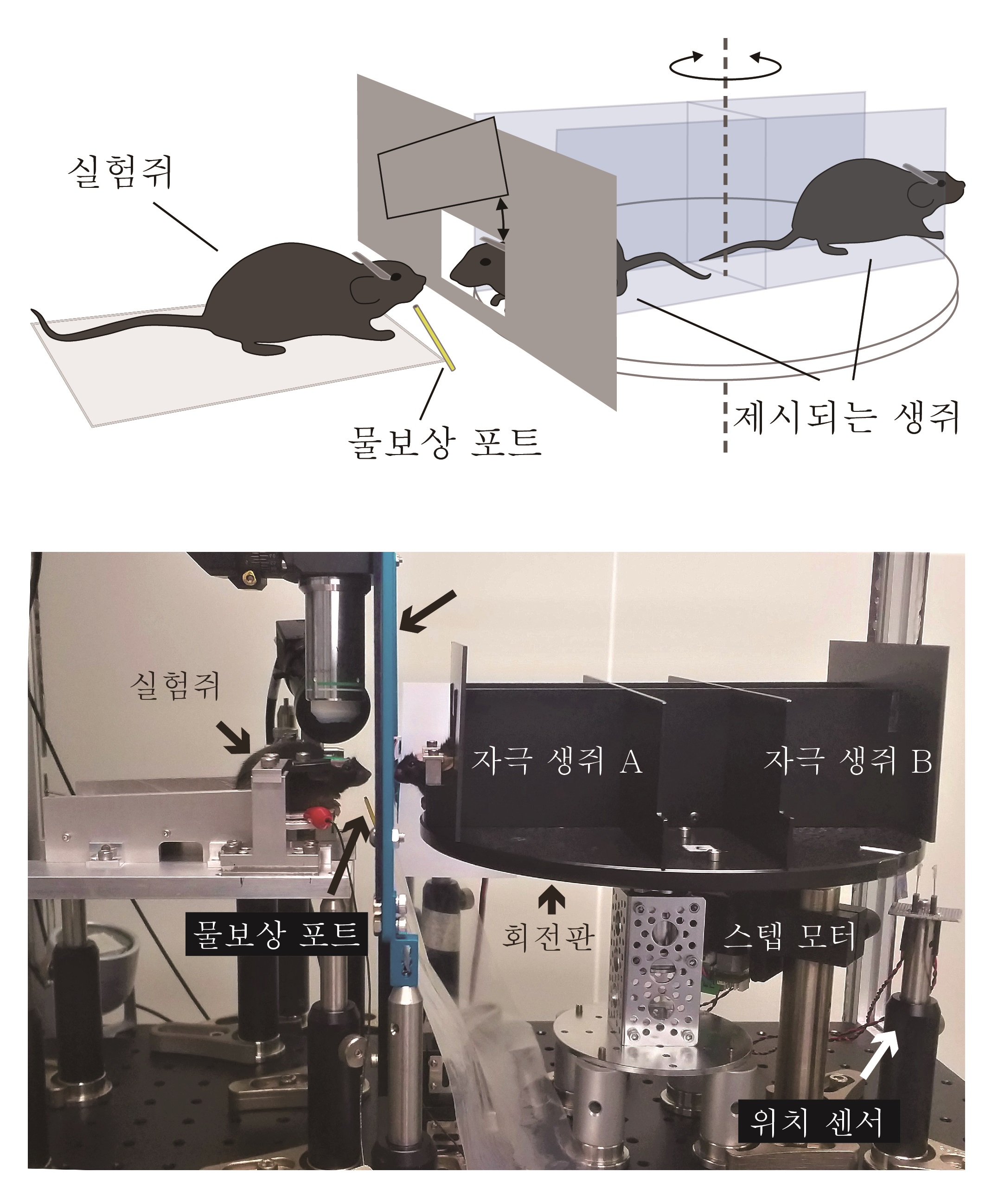[그림 1] 개체 인지 행동 실험 장치
            회전하는 원판 위에 고정된 생쥐 두 마리 중 한 마리가 무작위적인 순서로 실험쥐에게 제시된다. 실험 쥐는 제시된 생쥐를 인식하고 물보상과 연관되어 있는지를 기억하여 물보상 포트를 핥아서 응답하는 것을 학습한다.